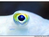macro_3411.jpg