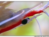 macro_3413.jpg