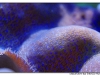 macro_3414.jpg