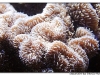 macro_3416.jpg