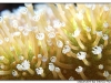 macro_3417.jpg