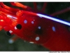 macro_3421.jpg