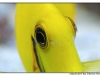 macro_3426.jpg