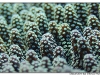 DSC_3516.jpg