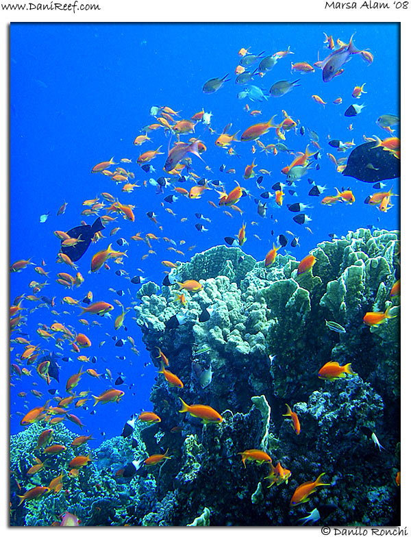 Reef Marsa Alam