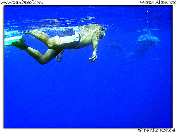 Dolphins Marsa Alam Red Sea