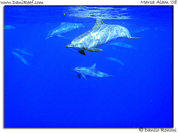 Dolphins Marsa Alam Red Sea
