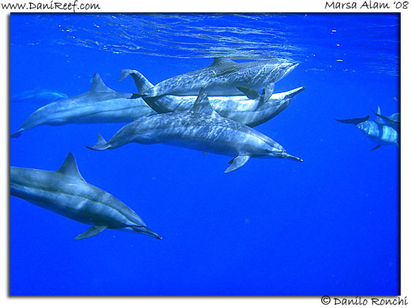 Delfini a Marsa Alam - Dolphins at Red Sea