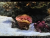 Rhizotrochus typus