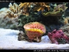Rhizotrochus typus