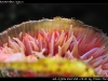 Rhizotrochus typus