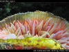 Rhizotrochus typus