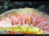 Rhizotrochus typus