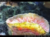 Rhizotrochus typus