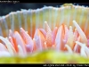 Rhizotrochus typus
