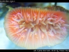 Rhizotrochus typus