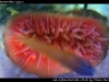 Rhizotrochus typus