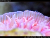 Rhizotrochus typus