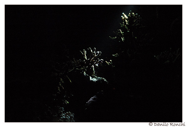 Coralli illuminati dalla luce lunare del led del mumlticontroller tunze 7096
