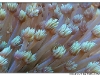 macro_3424