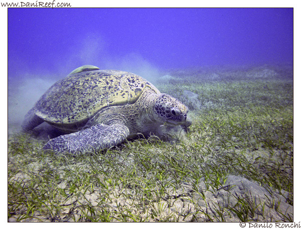 Abu Dabbab - tartaruga verde gigante - Chelonia mydas