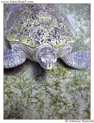 Abu Dabbab - tartaruga verde gigante - Chelonia mydas