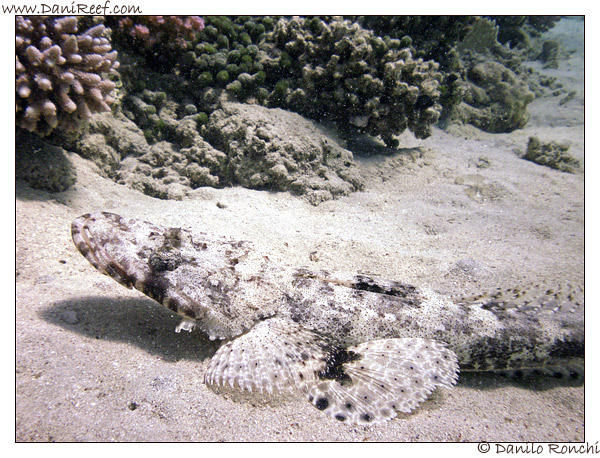 Abu Dabbab, Pesce coccodrillo, Papilloculiceps longiceps