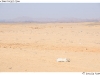 DSD_1706