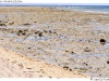 DSD_1717