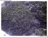 P9010233-copy