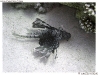 P9010240-copy