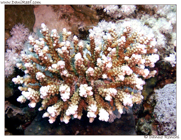 Marsa Murein, Acropora color crema a punte bianche