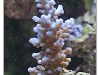 DSD_9978