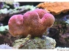 DSD_9982