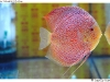DSD_8117
