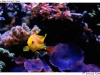 DSE_7799