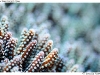 DSE_7802