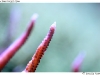 DSE_7809