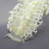 Nudibranchi e parassiti: Tritoniopsis Elegans