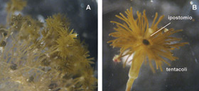 Myrionema amboinense, il punto di vista biologico