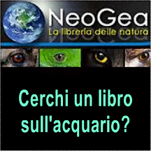 Neogea