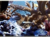 Acropora-Micropthalma-03.jpg