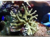 Montipora-Digitata-05.jpg
