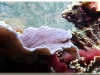 Montipora-Foliosa-01.jpg