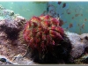 Salmacis-Bicolor.jpg