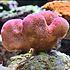 New Corals from Korallen Zucht