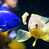 Alimentazione dei pesci - The fish feeding