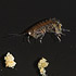 The amphipod picture