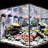 La vasca di Luca Girlando “Lucasabao” - The tank of