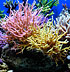 La vasca di Mirco Buccarini “MadMaxReef” - The tank of